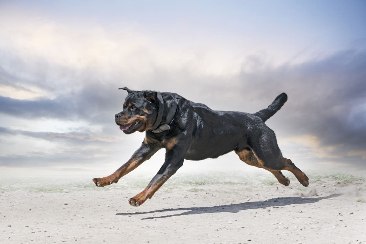Rottweiler dog jumping forward dog
