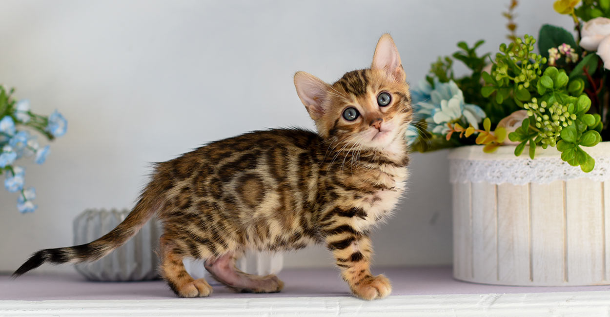 A Bengal kitten on a white background