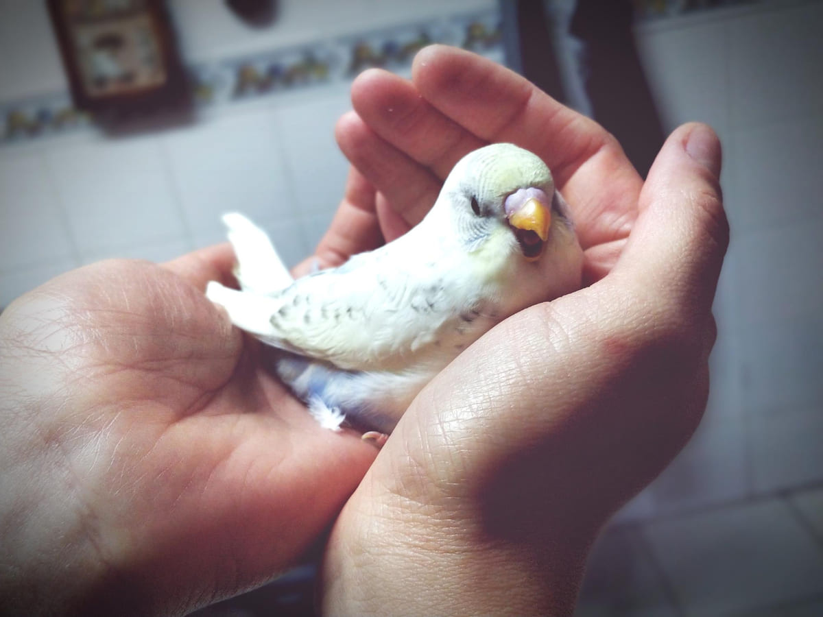 Bird perched on hand