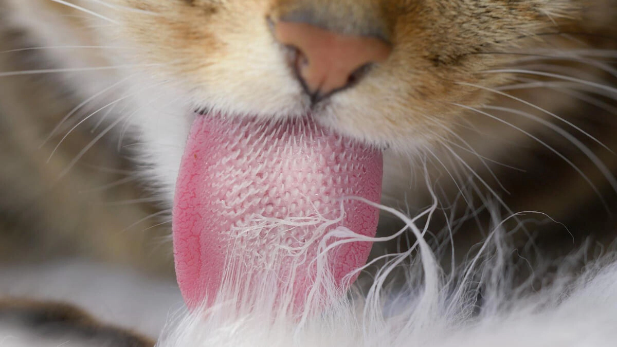 Why Do Cats Get Hairballs? What Are the Symptoms?