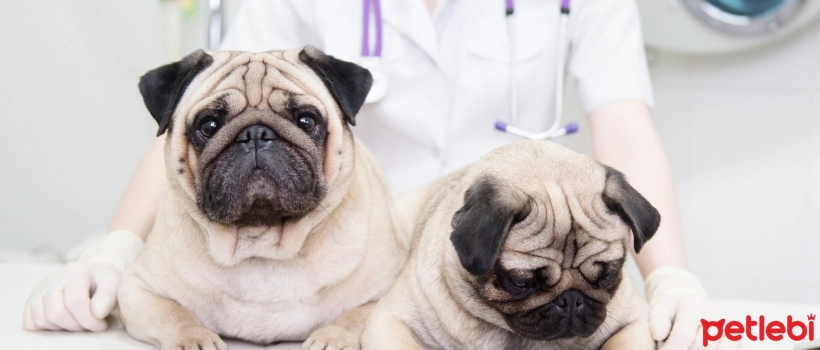 Hydrocephalus in Dogs