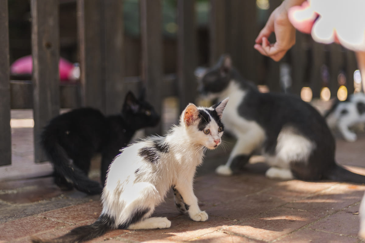 Shelter cats living together