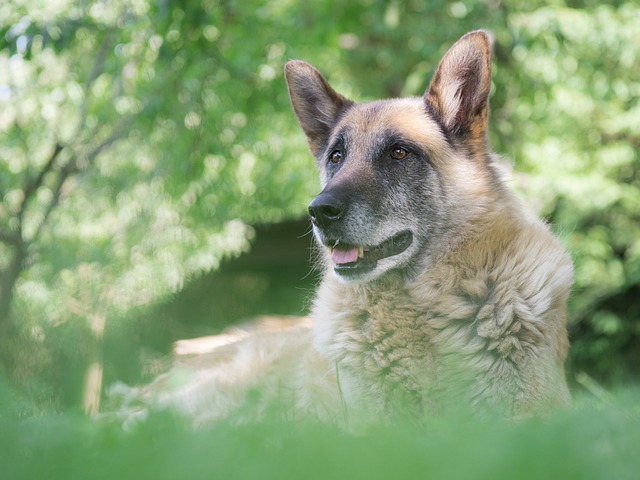 German Shepherd sitting in a wooded area