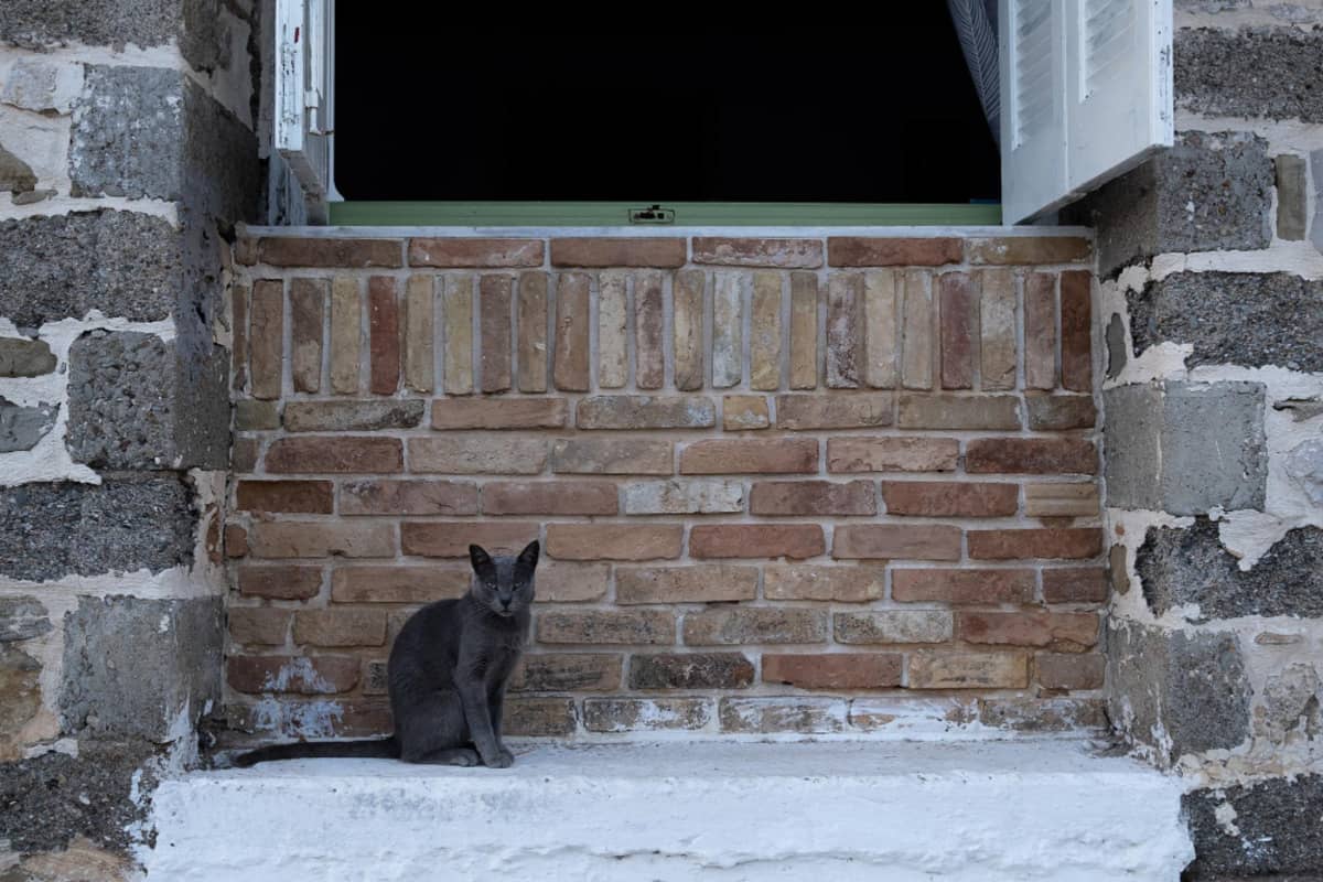 Gray cat sitting by a wall outside