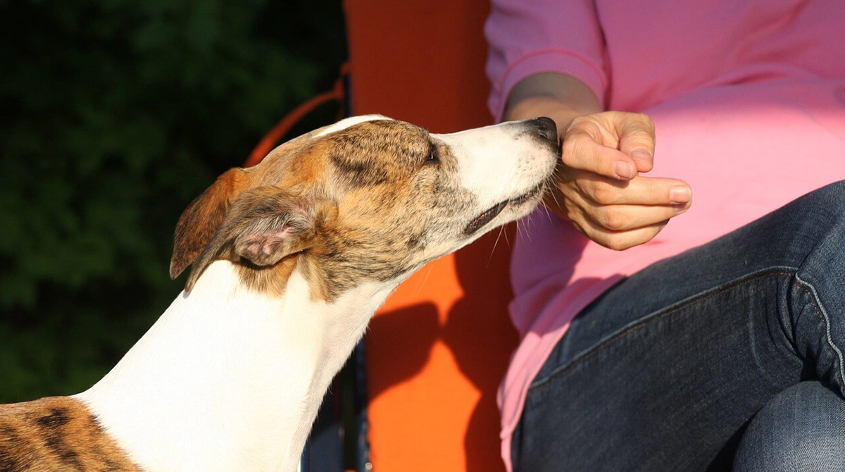 dog sniffing a human hand
