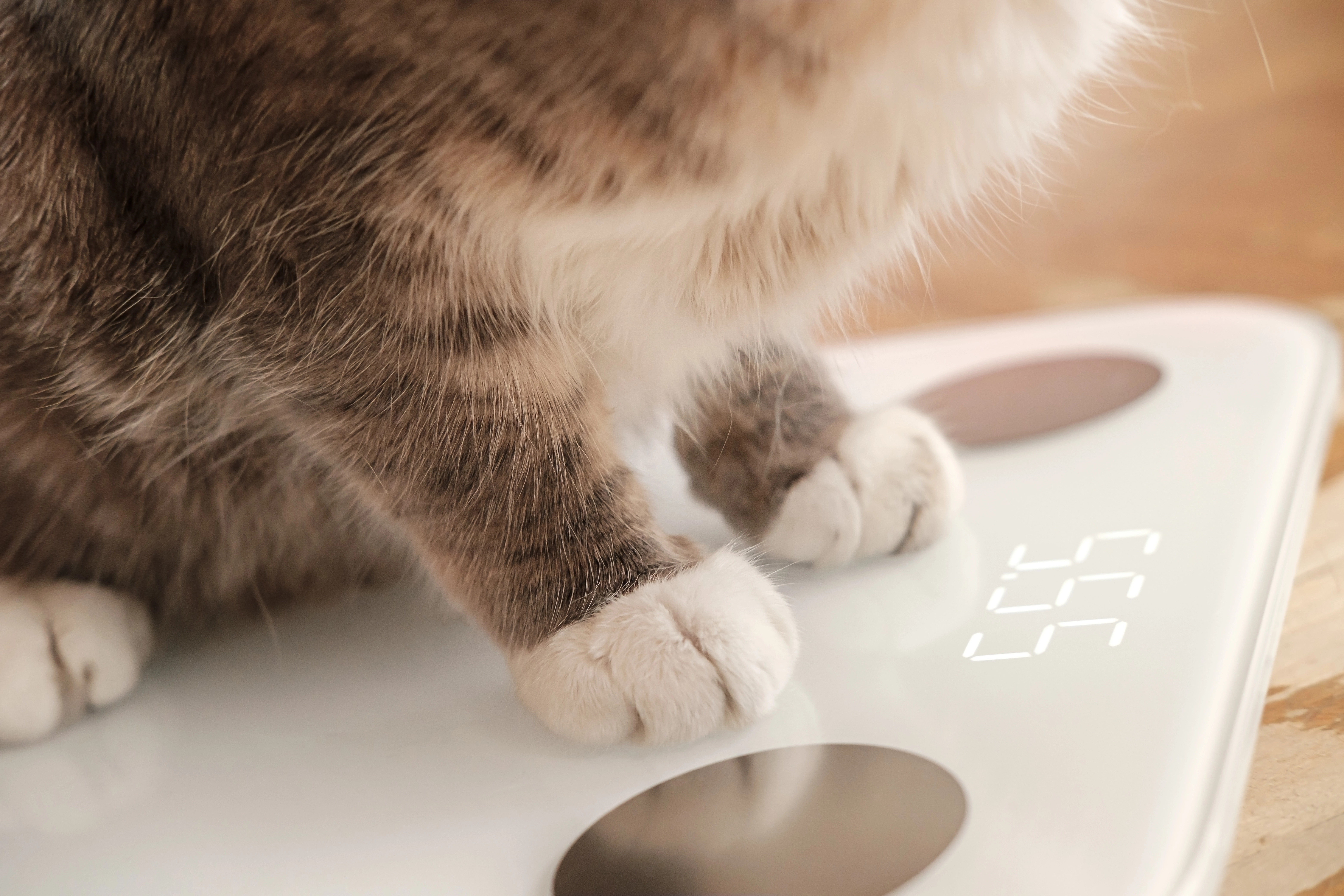 Cat standing on a white scale