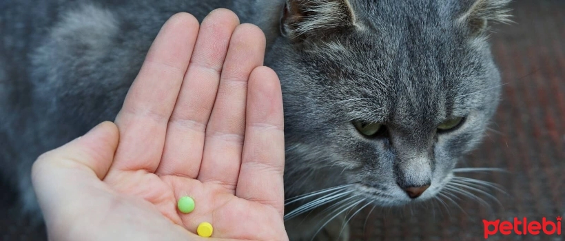 How to Give Medication to Cats?
