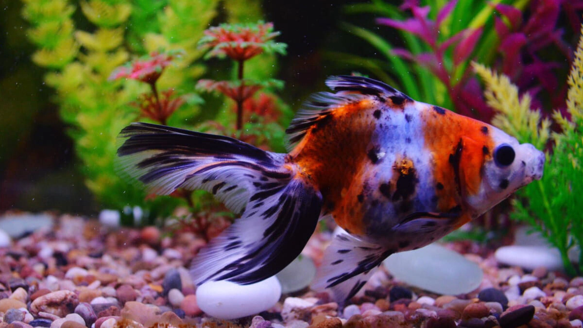 Aquarium Fish: 10 Species That Will Transform Your Home into an Underwater Paradise with Their Beauty