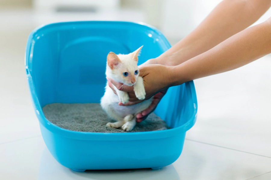 Kitten being toilet trained