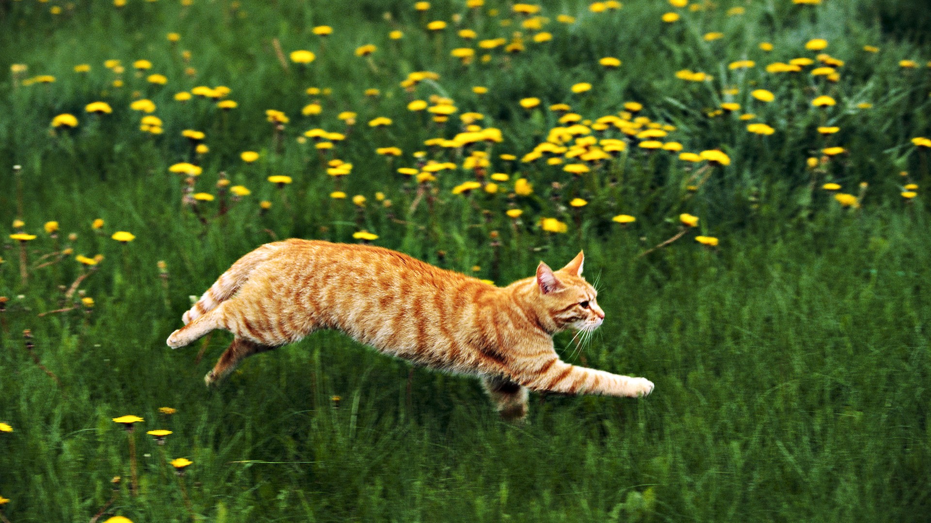 A tabby cat walking on the grass