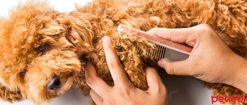 Why Do Dogs Shed Hair and How Can Shedding Be Prevented?