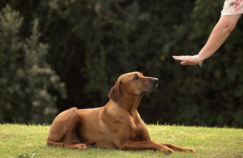 How to Use Clickers in Dog Training 2