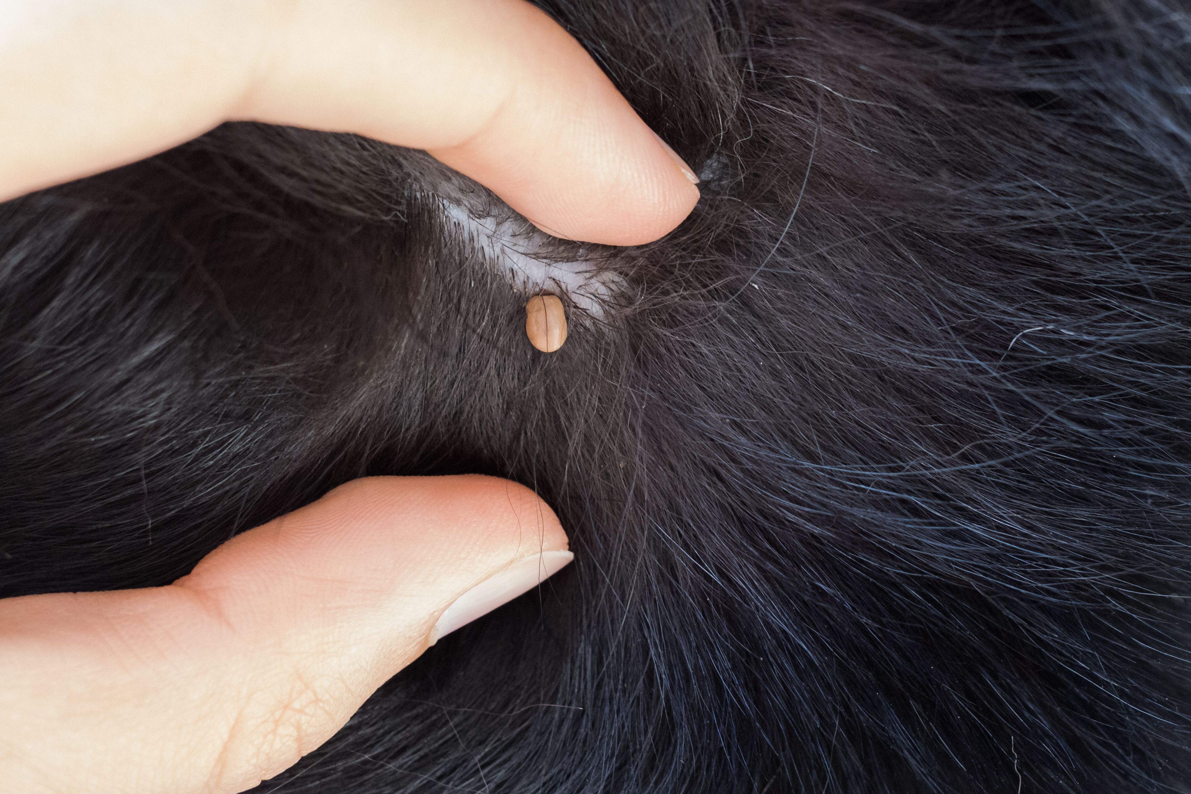Dog with a skin tag