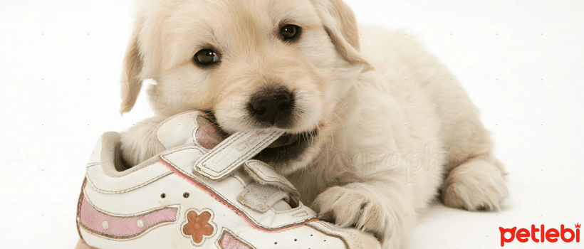 What are the Causes of Shoe Obsession in Dogs?