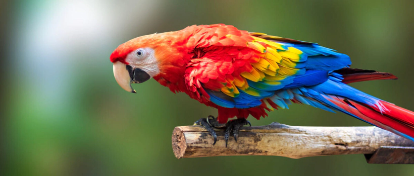 The 10 Most Fascinating Parrot Species