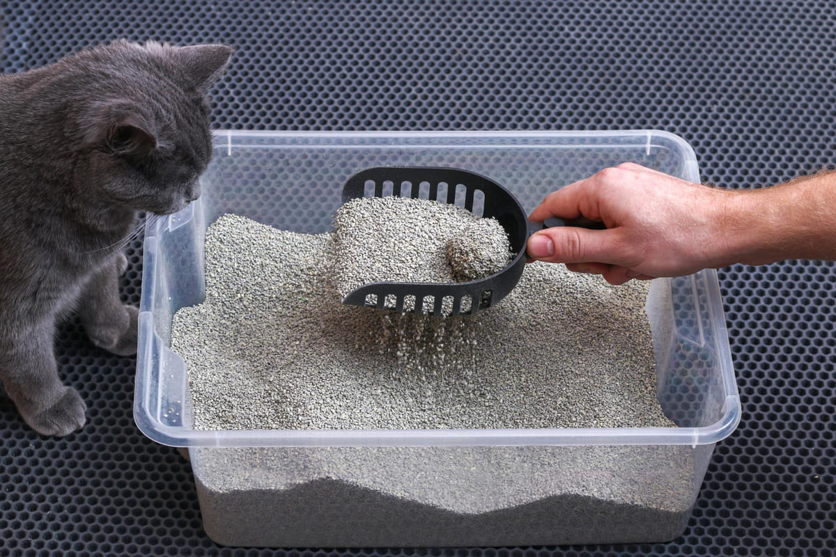 Cat standing next to the litter box, watching while the litter is being cleaned