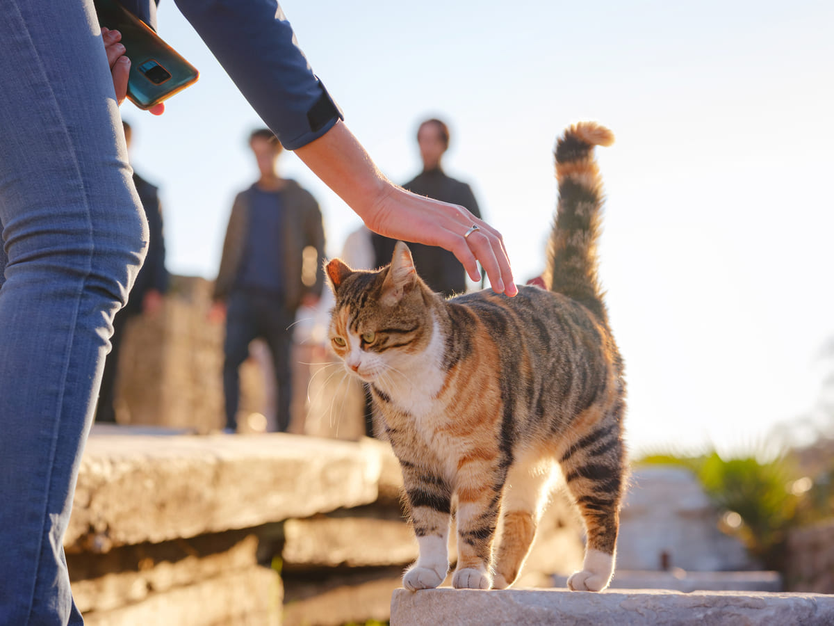 A street cat being petted by a woman in a group of people