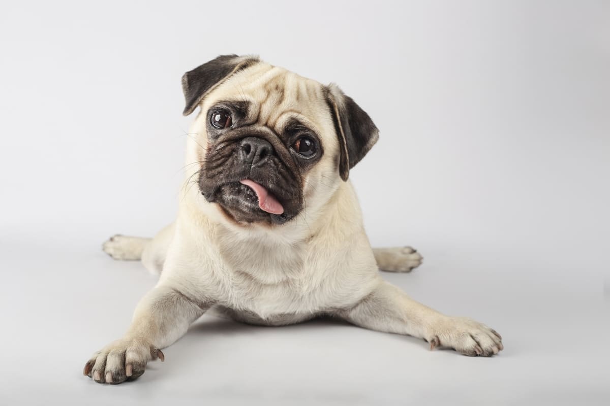 Curious Pug with Tongue Out