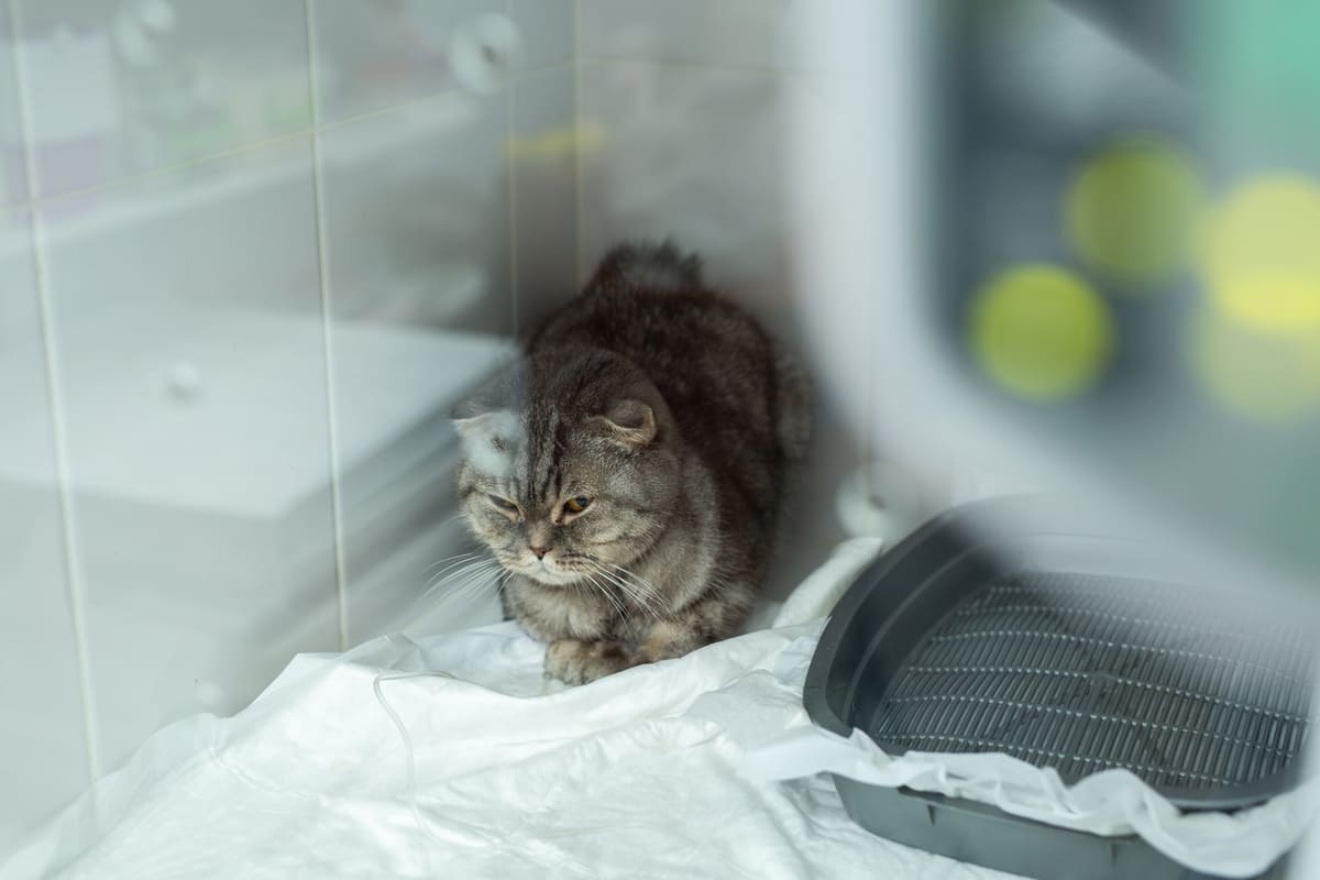A cat sitting in a private enclosure at a veterinary clinic