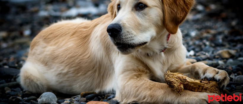 How to Train a Puppy? 8 Things You Need to Know