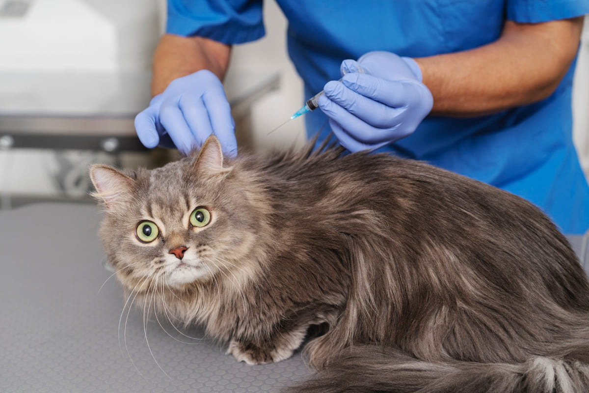 Long-haired cat being vaccinated