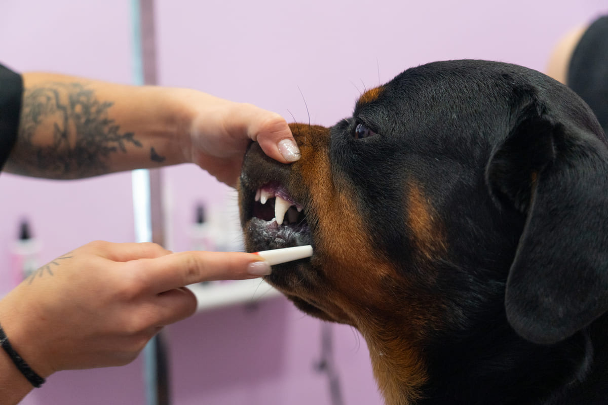 Rottweiler dog undergoing routine health check