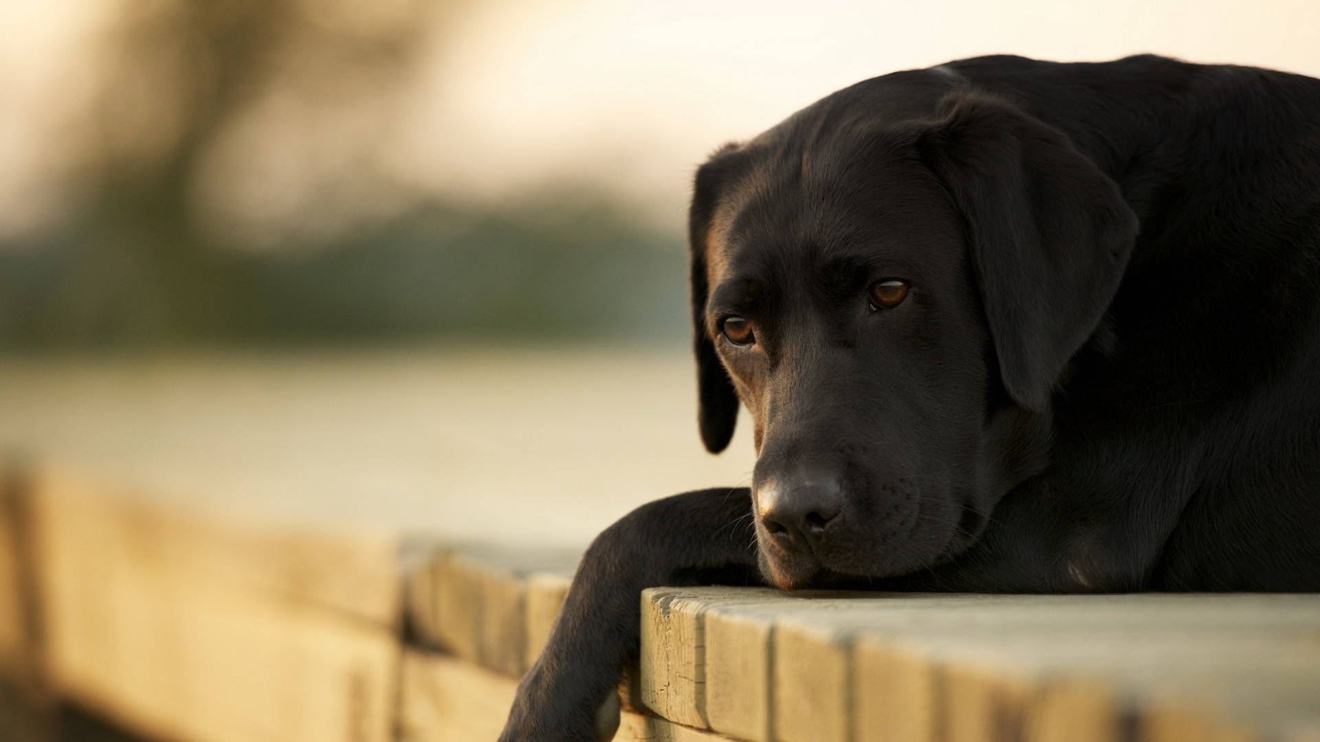 Black dog lying with its head resting on its arm