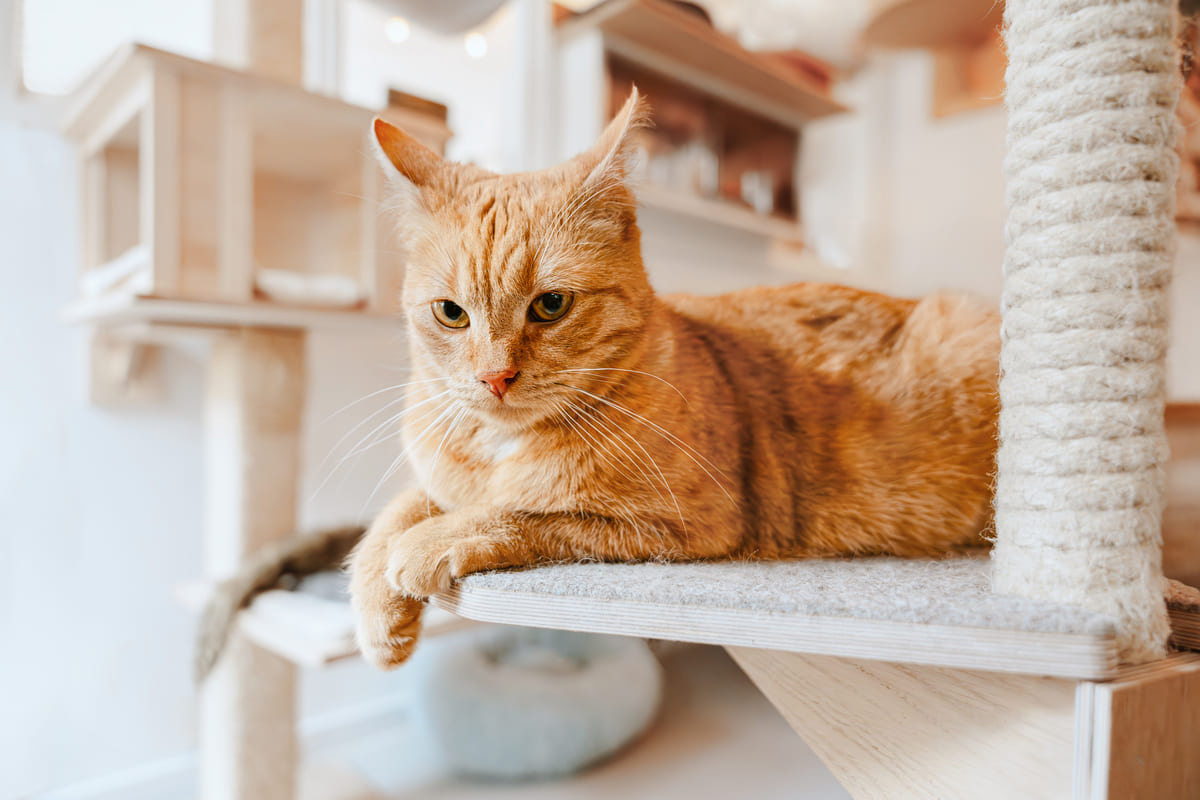 Grandma cat sitting in a cat house