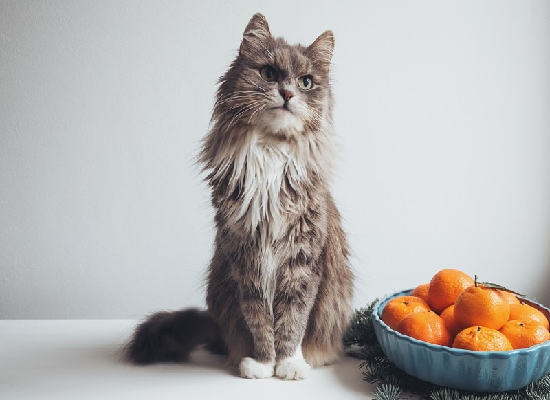 Gray cat standing next to a fruit bowl