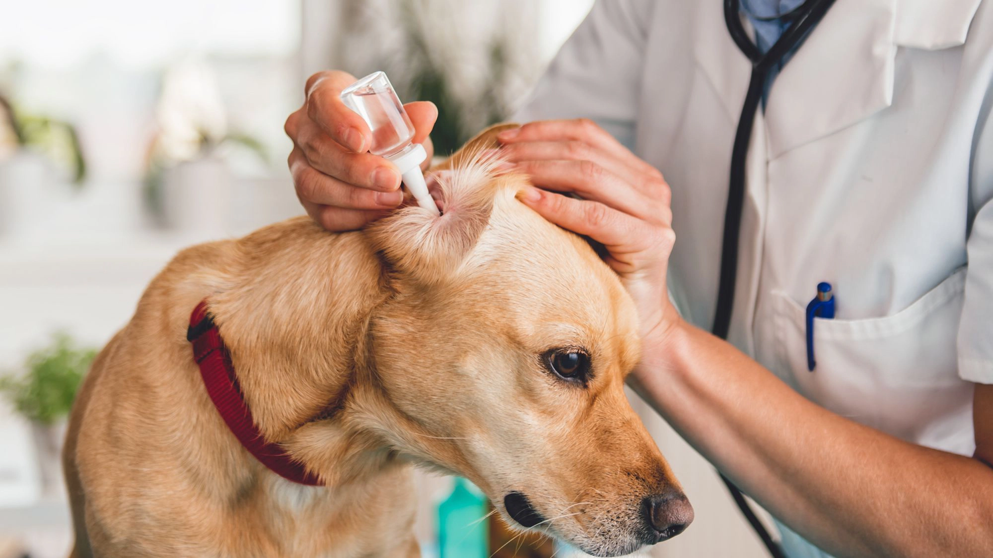 Dog being given ear drops