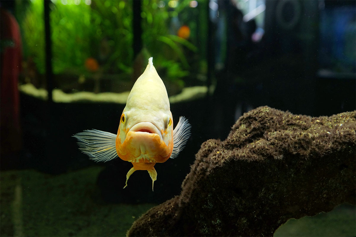 Aquarium fish with its face turned towards the frame
