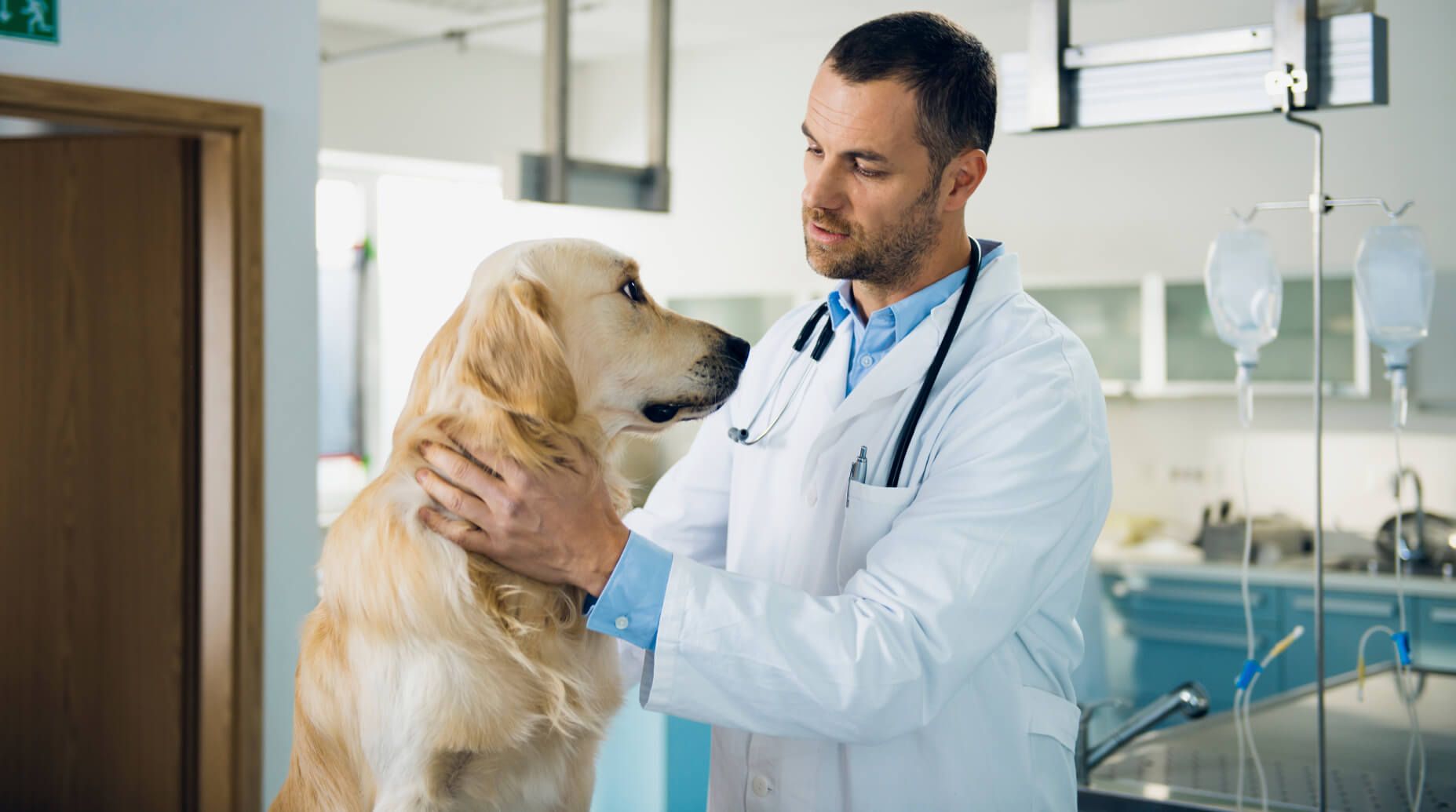 A dog being examined by a veterinarian