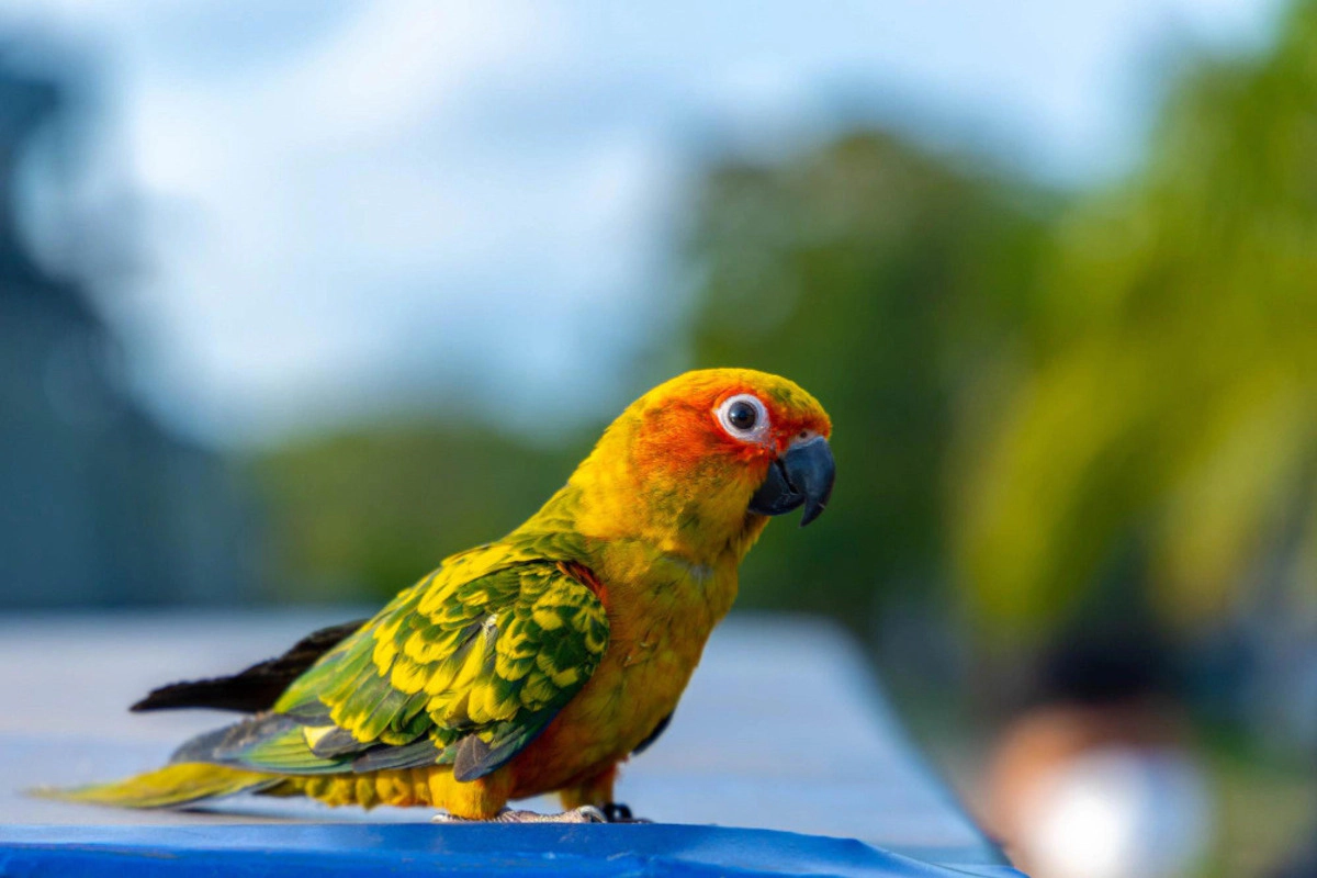 A parrot with beautifully colored feathers