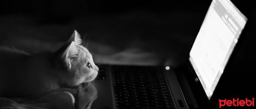 The Surprising Cognitive Abilities of Cats