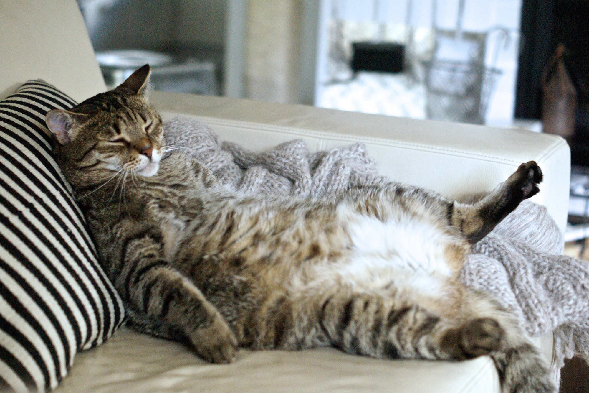 Cat sleeping on the sofa