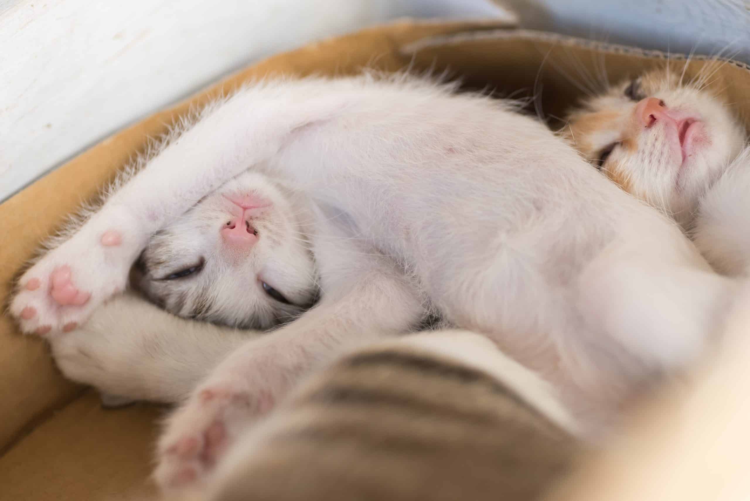 Cat waking up from sleep