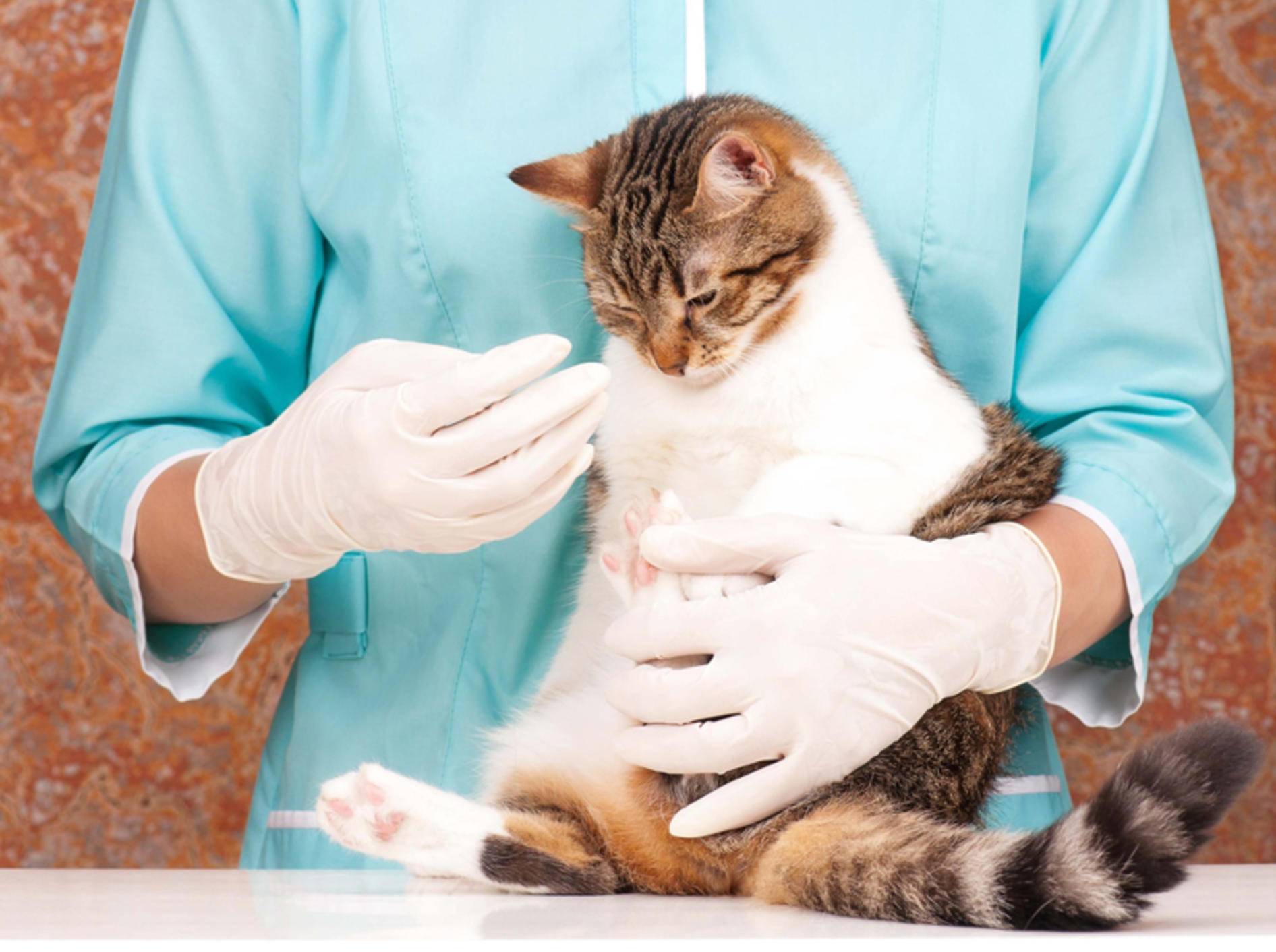 Cat being examined by a veterinarian