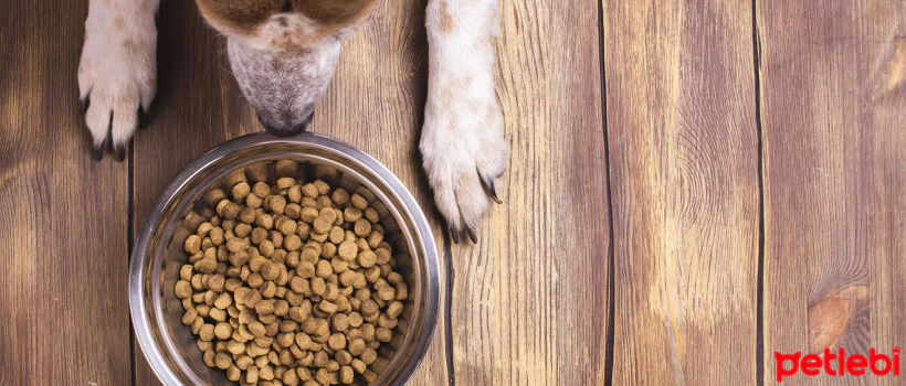 Things to Consider When Choosing Dry Dog Food