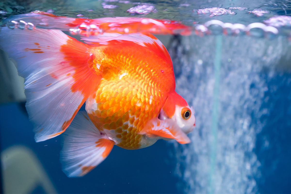 Puffy-bellied goldfish