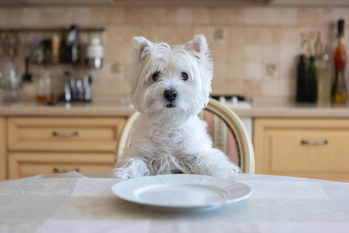 Maltese terrier sitting at the dinner table