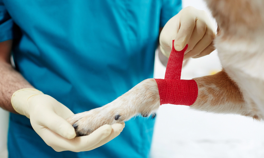 Dog with bandaged front leg