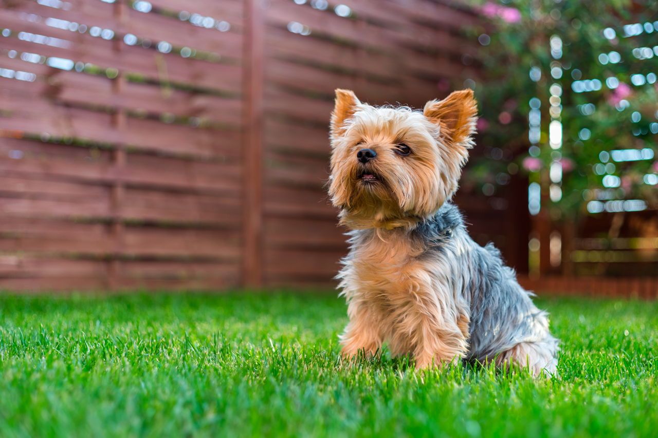 Small breed dog sitting in its kennel