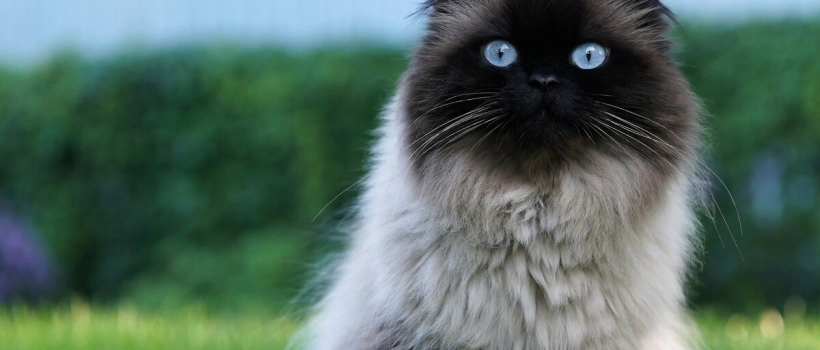 Ragdoll Cat Characteristics, Care and Feeding