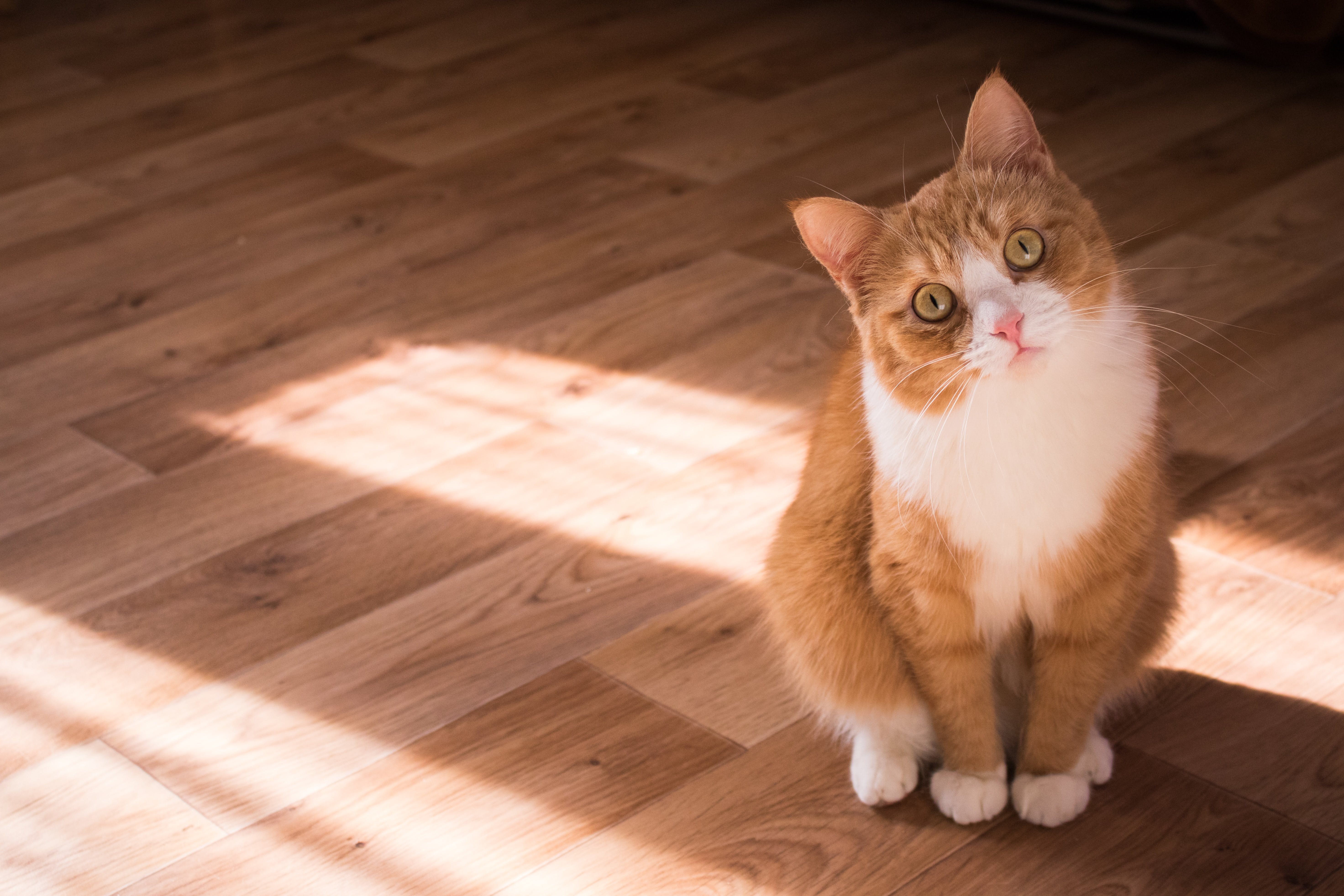 a cat with honey-colored fur looking with questioning eyes