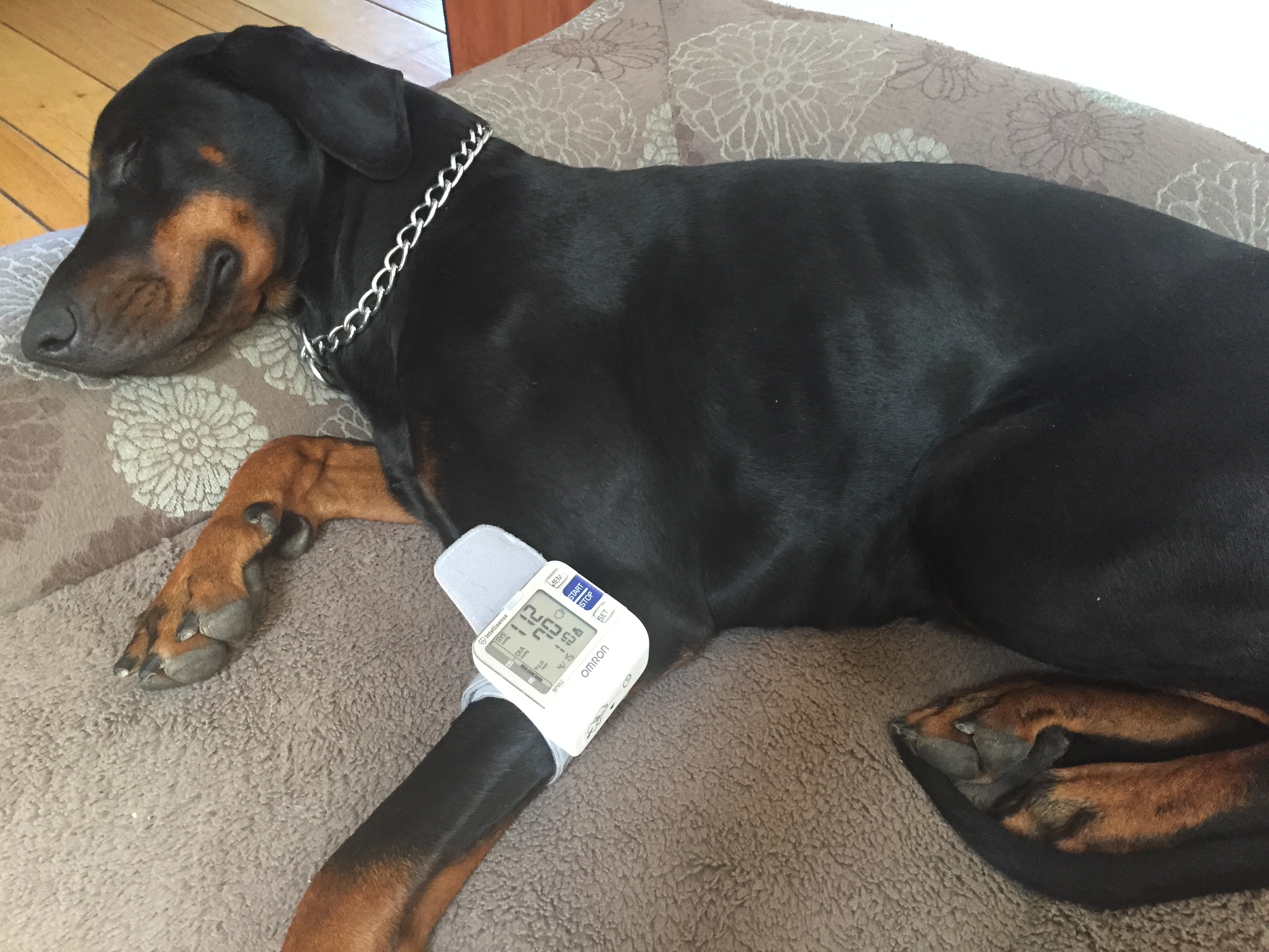 Dog having its blood pressure measured on a couch