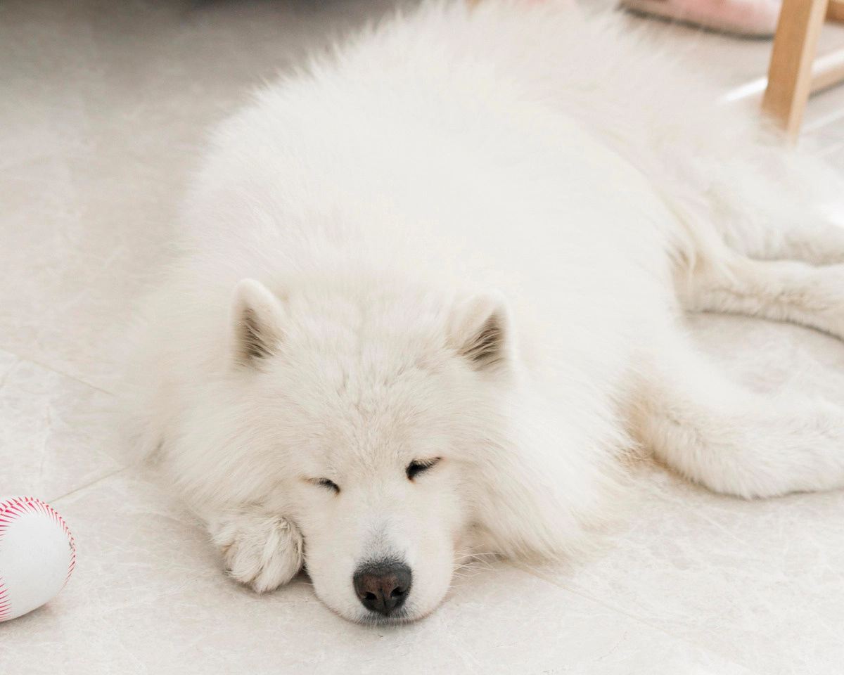A Samoyed dog lying on the ground