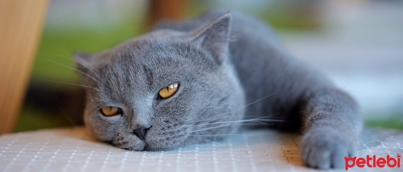 Why don't cats play?