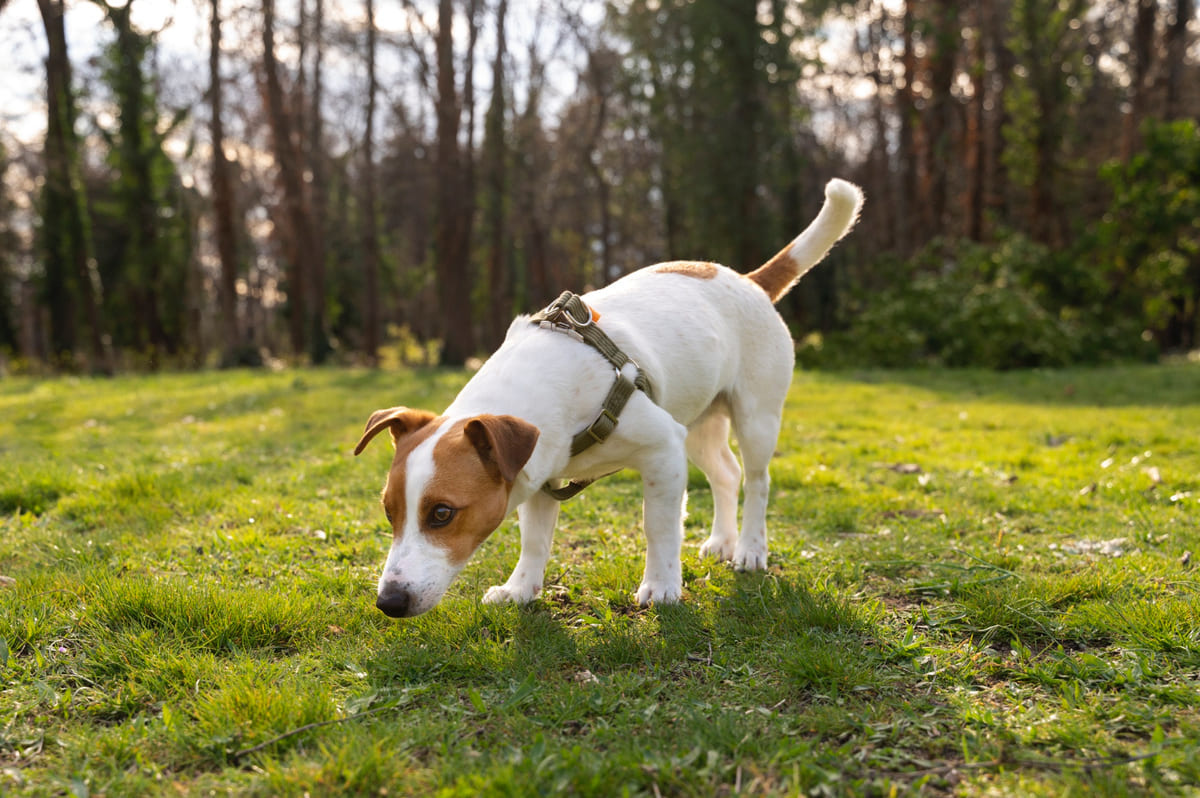 Dog sniffing the ground in an open field