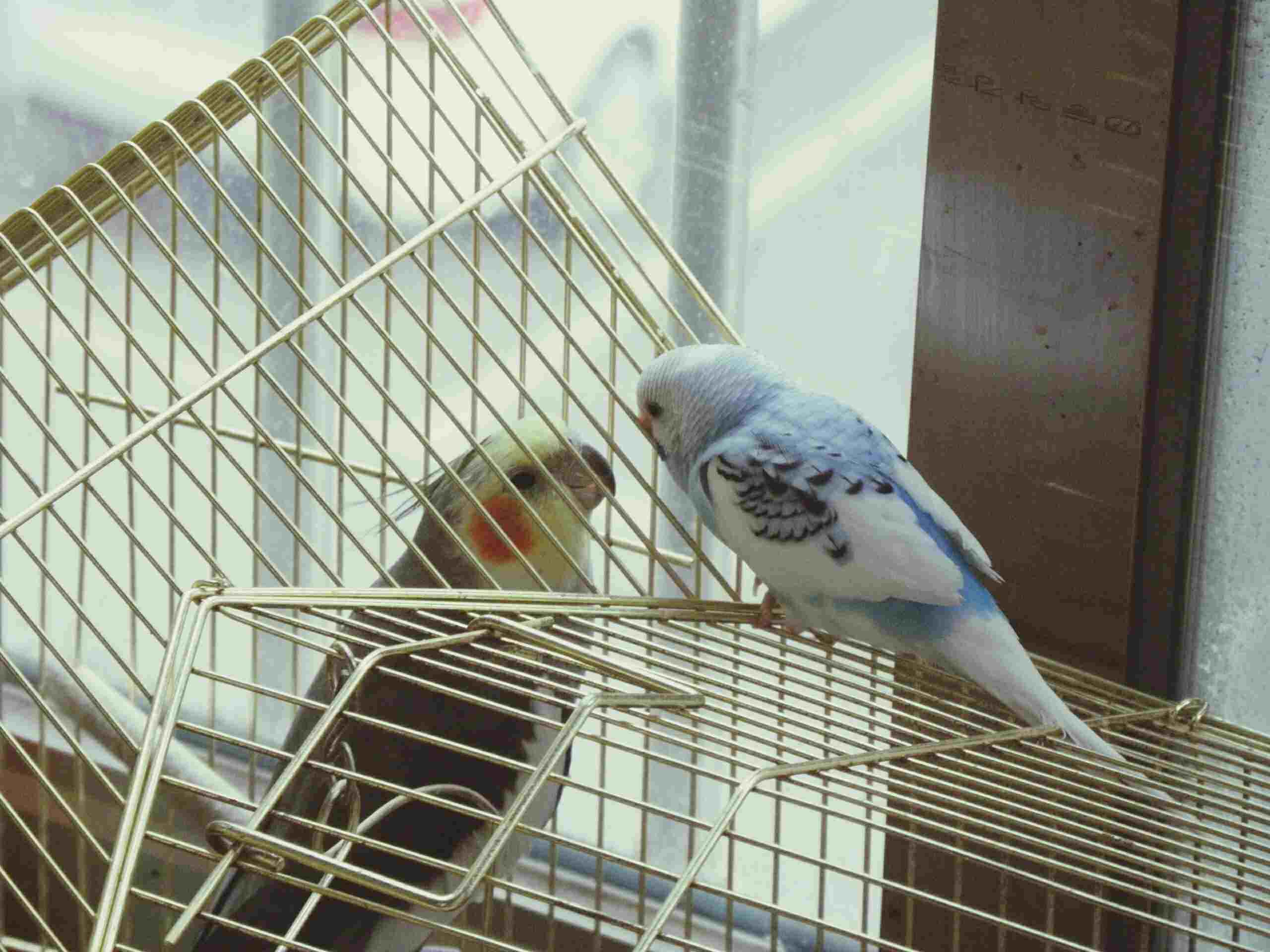 A bird looking at a bird in its cage from outside