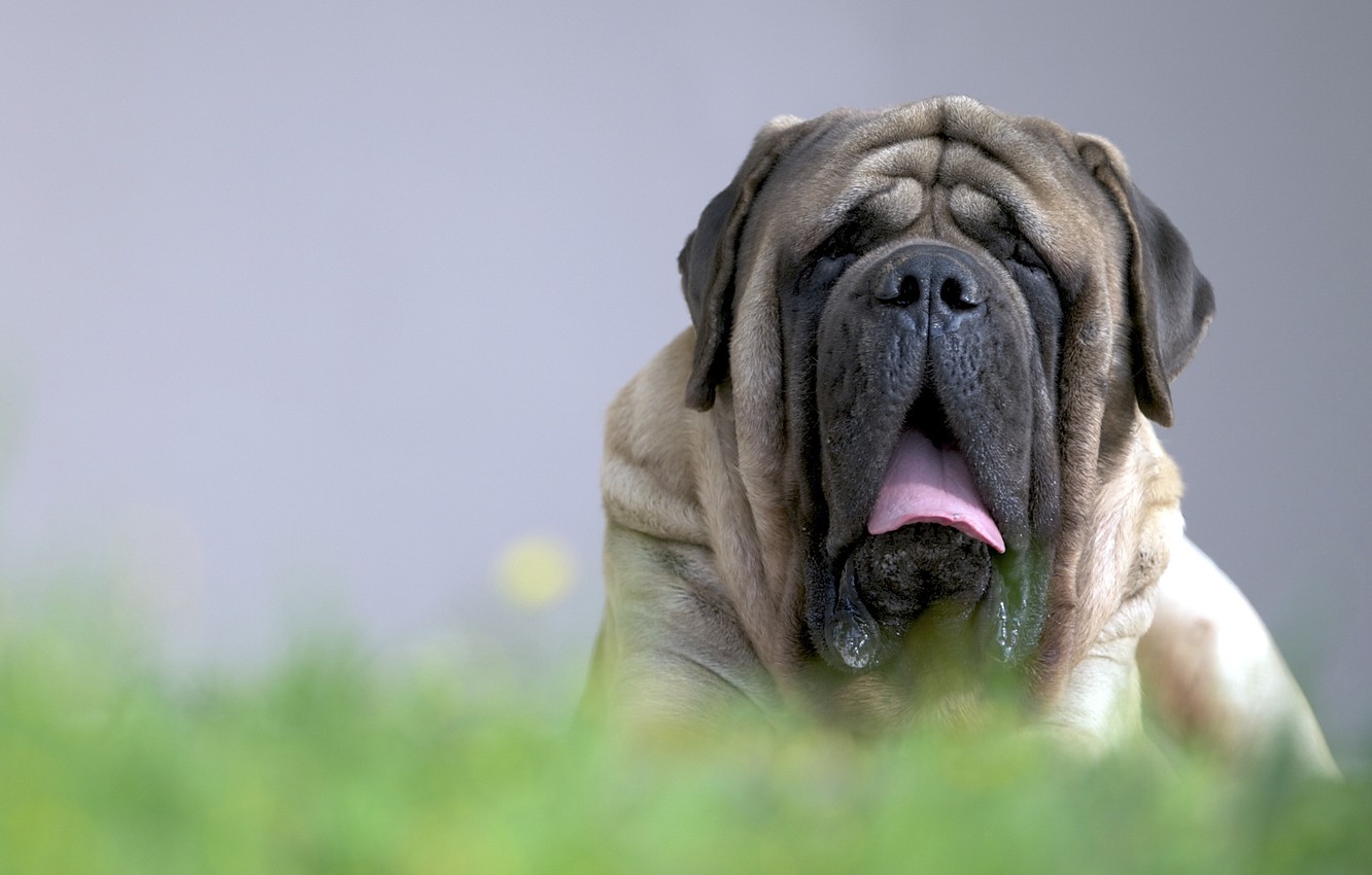 Giant English Mastiff